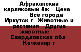 Африканский карликовый ёж › Цена ­ 6 000 - Все города, Иркутск г. Животные и растения » Другие животные   . Свердловская обл.,Качканар г.